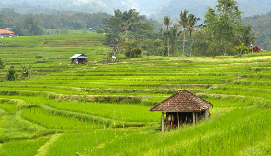 A Visitor’s Guide to the Jatiluwih Rice Terraces